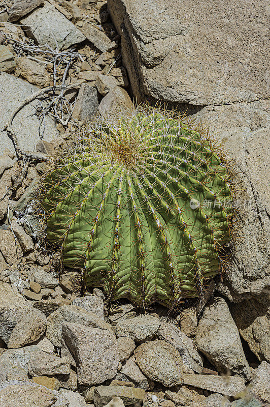 一种年轻的巨型桶形仙人掌，Ferocactus diguetii，生长在科尔特斯海的加泰罗尼亚岛。